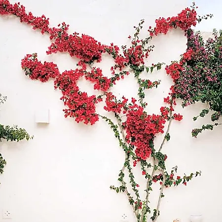 Oltre Gli Ulivi Bed & Breakfast